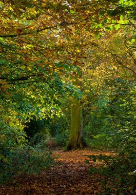 Autumn in the Park  IMG_7748.jpg