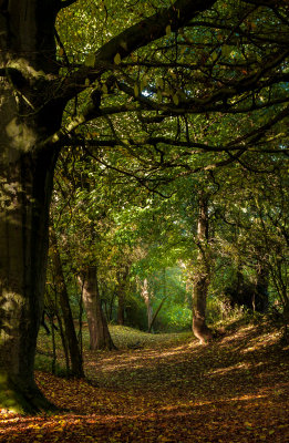 Beverley Westwood IMG_7814.jpg