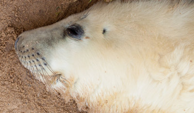 Grey Seal Pup IMG_8744.jpg