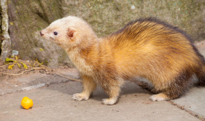 ferret on the quayside Whitehaven IMG_1303.jpg