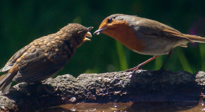 Robin feeding seed to chick IMG_1286.jpg