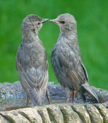 Young Starlings IMG_1657.jpg
