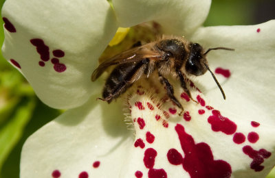 Honey bee om Mimulus IMG_1734.jpg