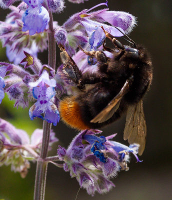 Bee on Lavender IMG_2044.jpg