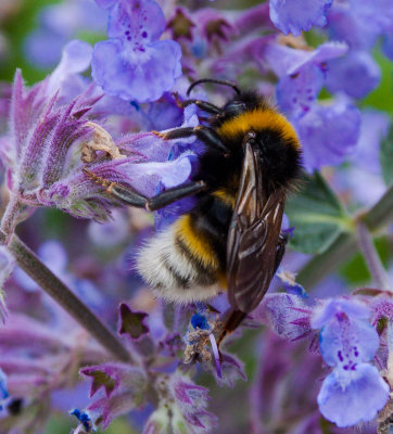 Bee on Lavender IMG_2041.jpg