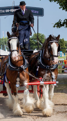 Driffield Show 2016 IMG_3017.jpg