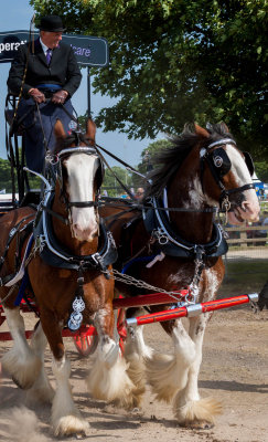 Driffield Show 2016 IMG_3018.jpg