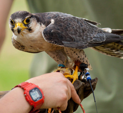 Peregrine Falcon IMG_3008.jpg