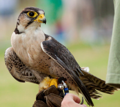 Peregrine Falcon at Driffield Show 2016 IMG_3005.jpg