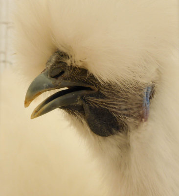 Silkie Pullet Driffield Show 2016 P1040458.jpg