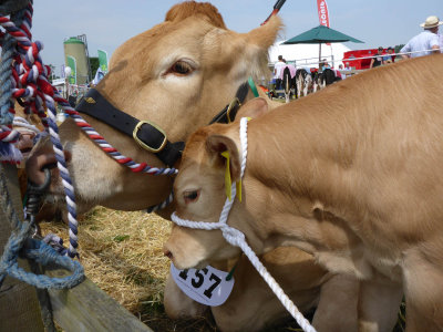 Driffield Show 2016 P1040490.jpg