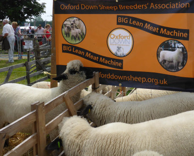 Driffield Show 2016 P1040505.jpg