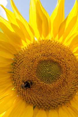 Sunflower IMG_3895.jpg