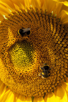 Sunflower IMG_3925.jpg