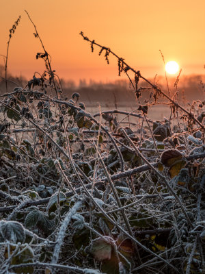 frosty dawn IMG_9133.jpg