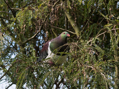 200_konica_AR_3p5__1320991_kereru.jpg