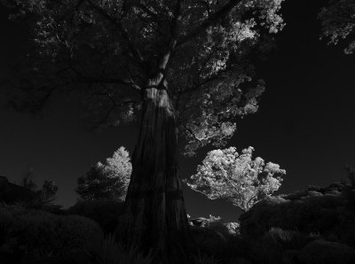 P1260699botanic2bw.jpg