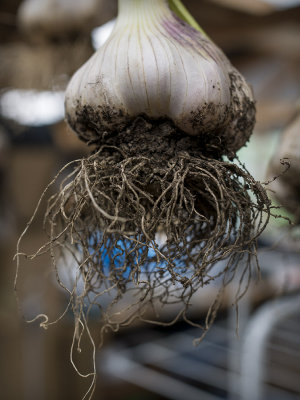 _1140350garlic.jpg