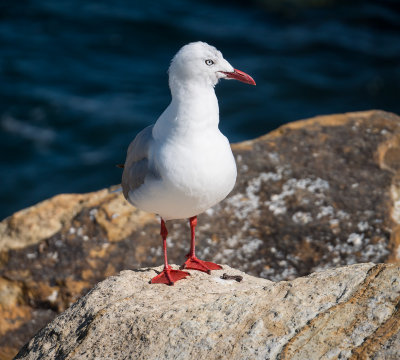 _1140790_45_150_gull.jpg