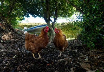 _1240632chooks.jpg