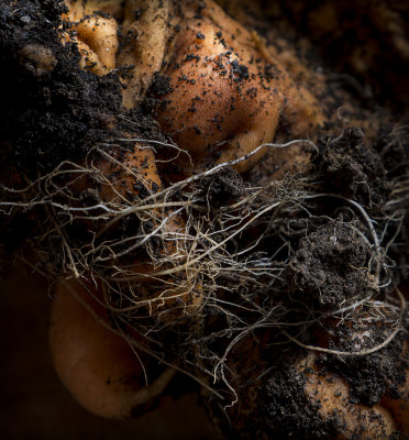 _1240793freaky_carrotCROP.jpg