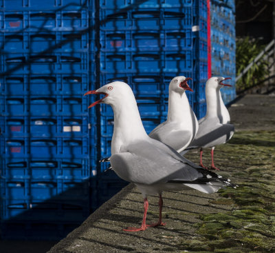 _1320492_gulls.jpg