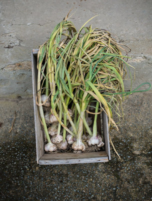 w1140304garlic.jpg