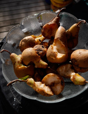 w1250456possum_pears.jpg