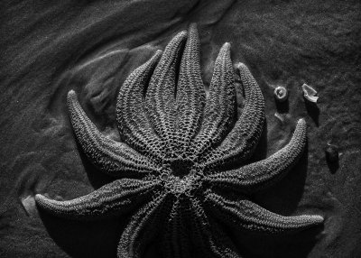 w_1270006seastarBW.jpg