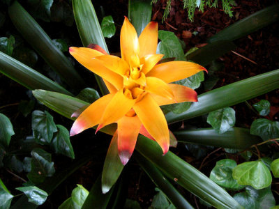 Bromeliad