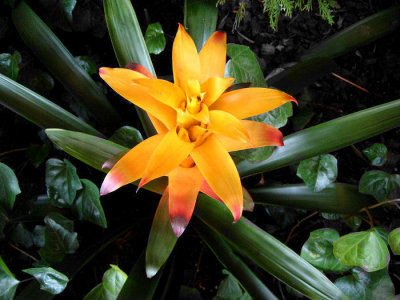 Bromeliad -- Selective Coloring
