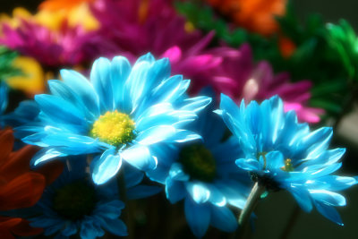 Crazy Daisies