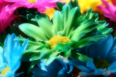 Crazy Daisies