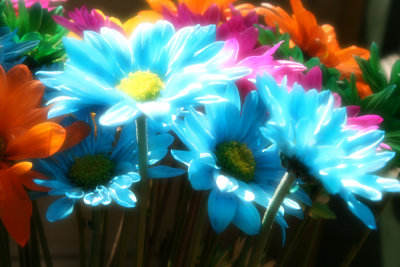 Crazy Daisies
