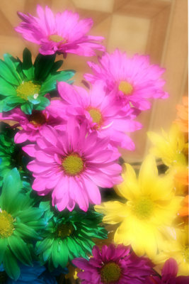 Crazy Daisies