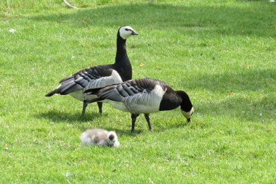 Barnacle Geese and baby
