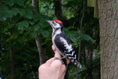 Friendly Greater Spotted Woodpecker