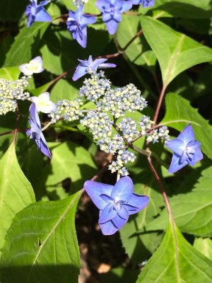 Hydrangea