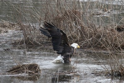 Bald Eagle