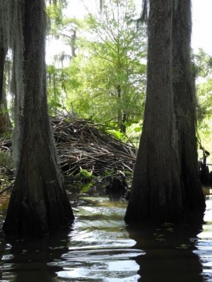 Beaver lodge