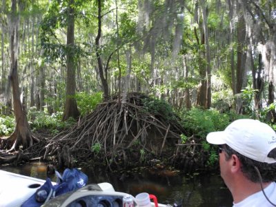 Larger beaver lodge