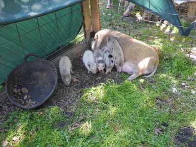 petting zoo time