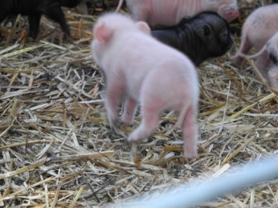More little piggies