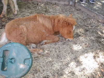 Sleepy little horse