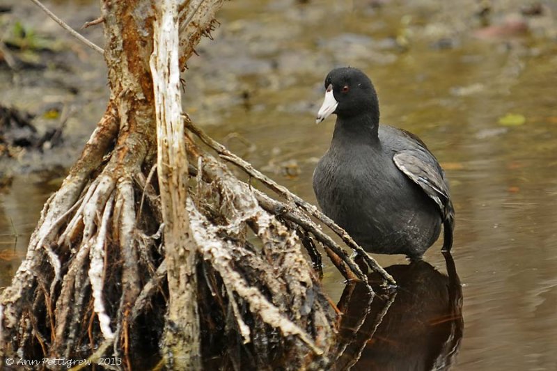 American Coot