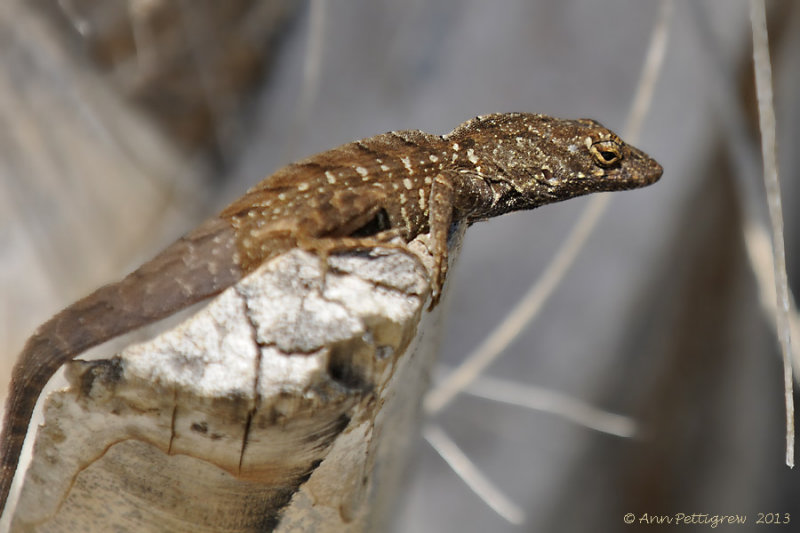 Brown anole