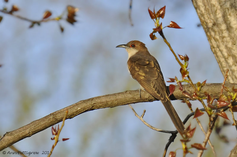 Black-billed Cuckoo