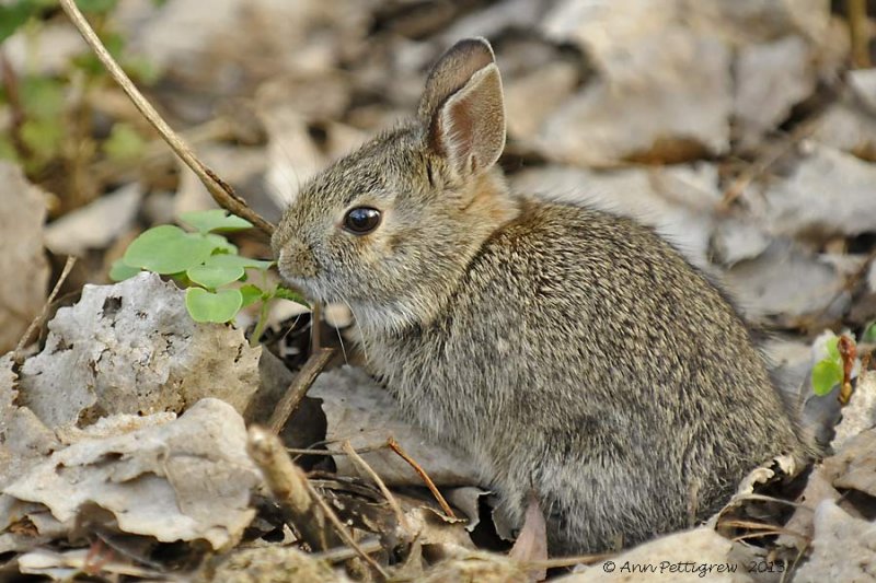 Eastern Cottontail