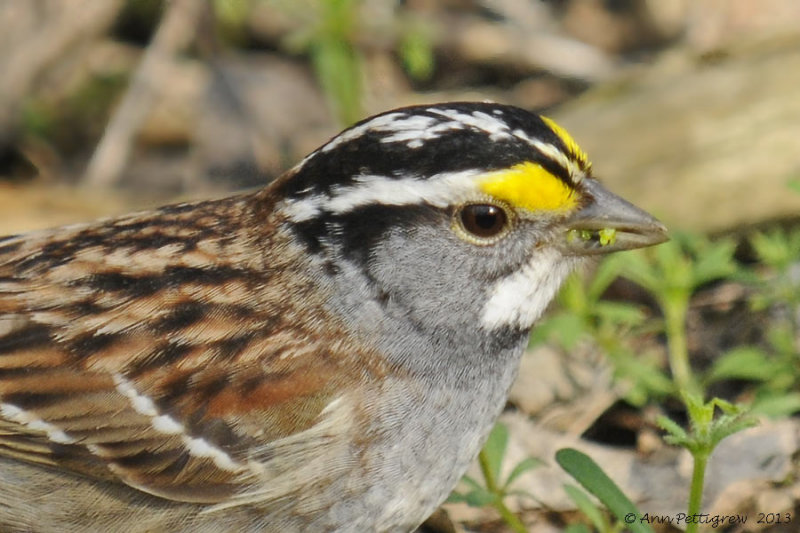 White-throated Sparrow