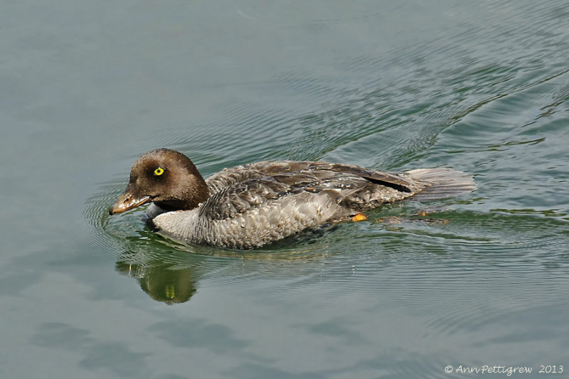 Barrows Goldeneye